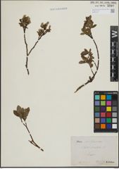 Foto von Salix hastata L.